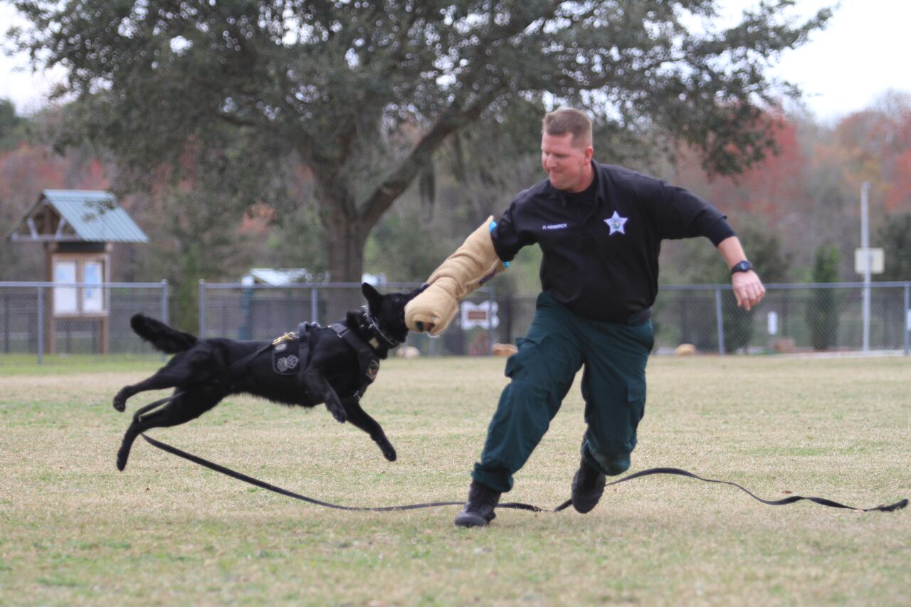 K9 training with deputy