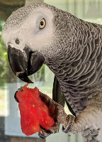 Yoshi the stolen parrot Yoshi the stolen parrot