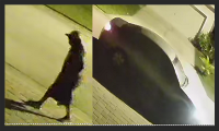 Car Burglar suspect suspect of car burglaries