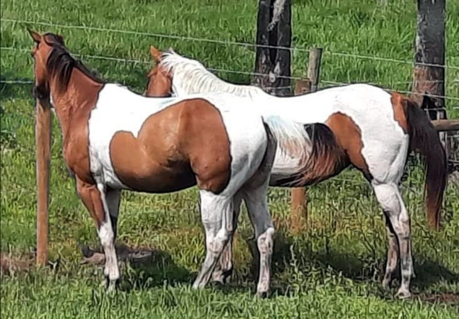 horses
