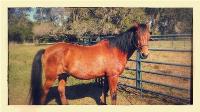 Stolen bay horse Stolen bay horse