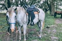 Stolen gray horse Stolen gray horse